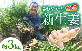 【2026年8月～発送】  新生姜 約3kg / ショウガ しょうが 生姜 / 南島原市 / ふくはちファーム [SBS017] 