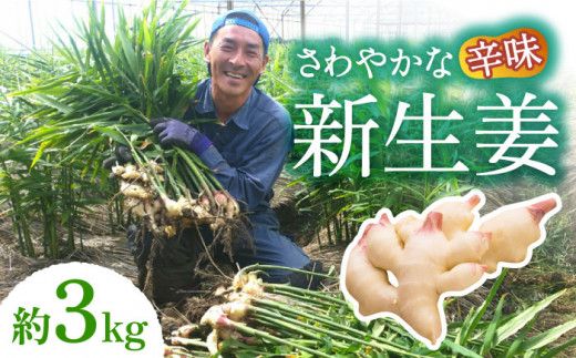 y茧쓇szy2026N8`z  VI 3kg / VEK 傤 I / 쓇s / ӂ͂t@[ [SBS017]