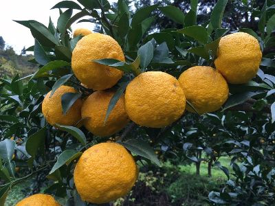 【果実リキュール飲み比べ】果実のささやき6本　Bセット