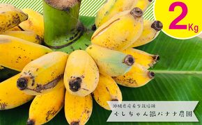 希少栽培種のばなな！ぐしちゃん銀バナナ約2Kg - バナナ 銀バナナ ナムワヌアン 果物 フルーツ 希少 国産 おすすめ 沖縄県 八重瀬町