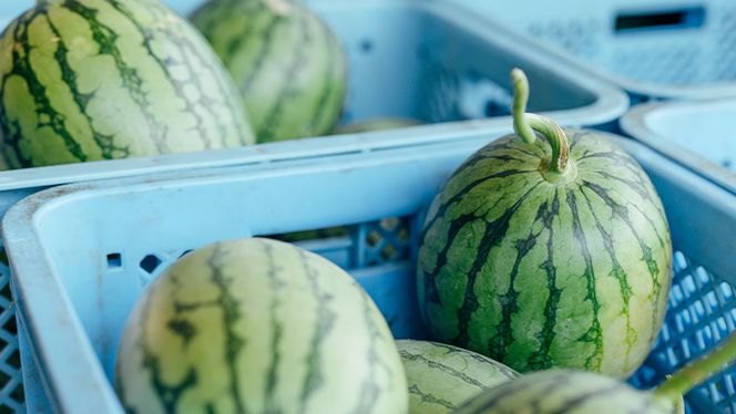 【 先行予約 2026年7月下旬以降発送 】 小玉 スイカ ピノ・ガール 5玉 優以上 NONAKA HIROSHI FARM すいか 西瓜 数量限定 甘い 夏 果物 旬 [AX030ya]