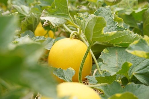 【2026年発送】完熟！イエローキングメロン 4kg以上（4玉入り） フルーツ 果物 甘い　H141-018