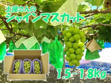 【先行予約2024年発送分】土屋さんのシャインマスカット(1.5～1.8kg) シャイン マスカット 大粒 富士川町産 産地直送 フルーツ 果物 くだもの ブドウ ぶどう 葡萄 やまなし 山梨 先行受付 令和6年　