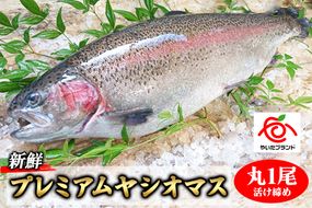 栃木県のブランド魚「プレミアムヤシオマス」丸1尾 新鮮 活け締め｜鮮魚 鱒 国産 産地直送  [0355]