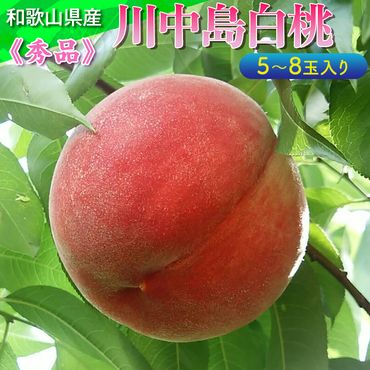 ≪秀品≫和歌山県産 川中島白桃 5～8玉入り |産地直送 果物 フルーツ もも 桃 白桃 ※離島への配送不可 ※2024年7月中旬～8月中旬頃に順次発送予定