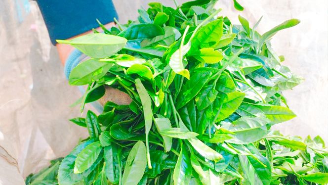 さしま茶ペットボトル350ml 24本入り　[AE005ya]