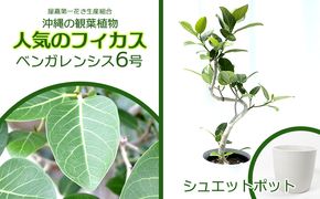 ★【沖縄の観葉植物】人気のフィカス ベンガレンシス6号 シュエット鉢ポット インテリアグリーン ゴムの木 ゴムノキ ガーデン 風水 鉢植え 癒し 成長記録 趣味 専門店 生活 オフィス おすすめ 暮らし おしゃれ 南国 日光 水やり お祝い 送料無料