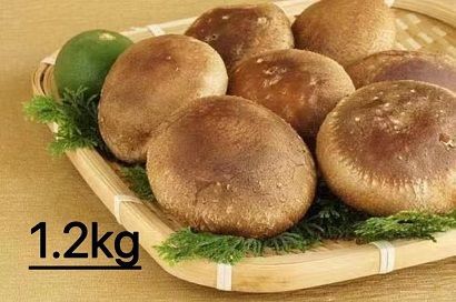 y@szyTԈȓɔz@VC^P@_@ۏ͔|@1.2kgyn^g_Yz_HA1003