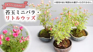 苔玉ミニバラ ・ リトルウッズ ギフト 鉢植え 花 苔 薔薇 バラ [BN009ci]