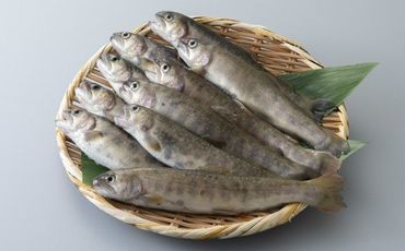 【B-606】井保水産 活岩魚詰合せ　10尾［高島屋選定品］