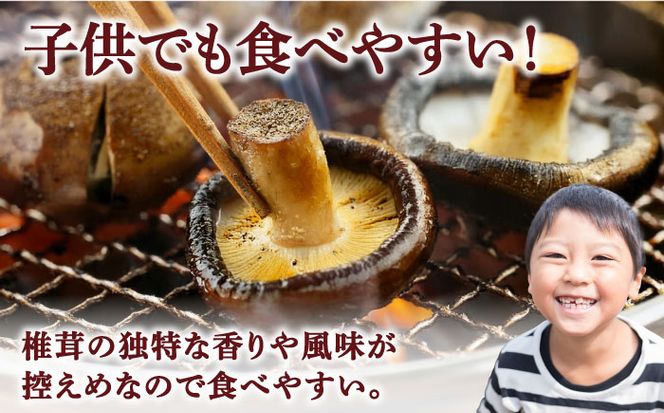 肉厚 生椎茸 【優品】15枚セット / 生しいたけ 生シイタケ きのこ キノコ 茸 / 南島原市 / サンエスファーム [SBX003]