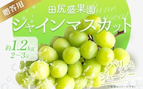 先行予約 秀品 贈答用 シャインマスカット 1.2kg(2~3房)《2026年8月下旬-9月中旬頃出荷》田尻盛果園 フルーツ 果物 マスカット ぶどう---osy_ctajipsm_h8_24_15000_12---