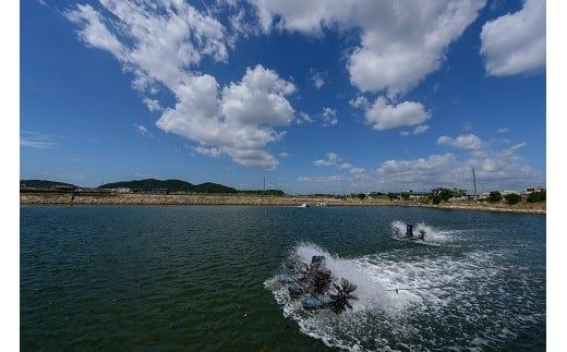 B056 旭水産活き車海老（あいおえび）1700g（850g（18～25尾）×2）【養殖】