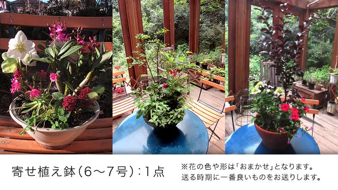 【 確実園 オリジナル 】 寄せ植え DX （おまかせ1点） ガーデニング 花 はな フラワー 鉢 鉢植え [BG010us]