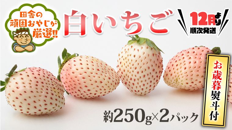 [お歳暮熨斗付]白いちご約250g×2パック [2025年12月より発送開始] 田舎の頑固おやじが厳選! 茨城県 県産 つくばみらい市 人気 厳選 果物 くだもの 旬 旬の果物 旬のフルーツ 白イチゴ 白いちご 白苺 いちご イチゴ 苺 熨斗 熨斗付き お歳暮 御歳暮 冷蔵 送料無料 [BI246-NT]