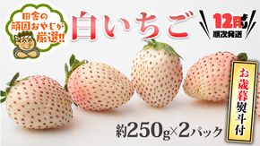 ＜お歳暮熨斗付＞白いちご約250ｇ×2パック 【令和6年12月より発送開始】 田舎の頑固おやじが厳選！ 茨城県 県産 つくばみらい市 人気 厳選 果物 くだもの 旬 旬の果物 旬のフルーツ 白イチゴ 白いちご 白苺 いちご イチゴ 苺 熨斗 熨斗付き お歳暮 御歳暮 冷蔵 [BI246-NT]