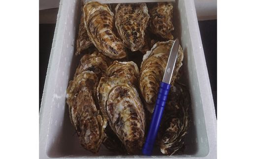 【先行予約】北海道 仙鳳趾名産 牡蠣 100g～149g×20コ＋かきナイフ付き かき漁師直送 K4-1＜出荷期間：2026年7月1日～11月末＞＜センポウシ : 釧路町の東 厚岸湾の西 カキの名産地＞ | せんぽうし 牡蠣 生食用 殻付き 生牡蠣 絶品 産地直送 北海道 釧路超 釧路町 特産品　121-1269-53