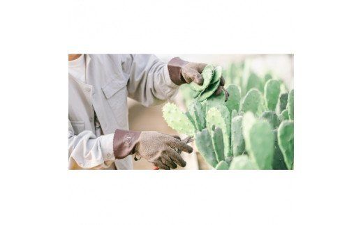 【春日井市産サボテンコスメ】ミルククレンジング洗顔