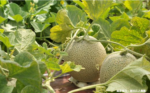 《2026年分受付中！6月中旬ごろ締め切り》大玉！ジューシーな果肉のI.Kメロン1玉【01003】