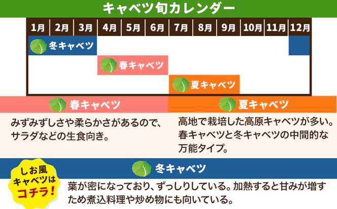 しお風キャベツ 約10kg ( 4～6玉 )《1月中旬-3月末頃出荷予定》キャベツ 野菜 青果物 岡山県 笠岡市---223_731_1c3m_23_8000_10kg---