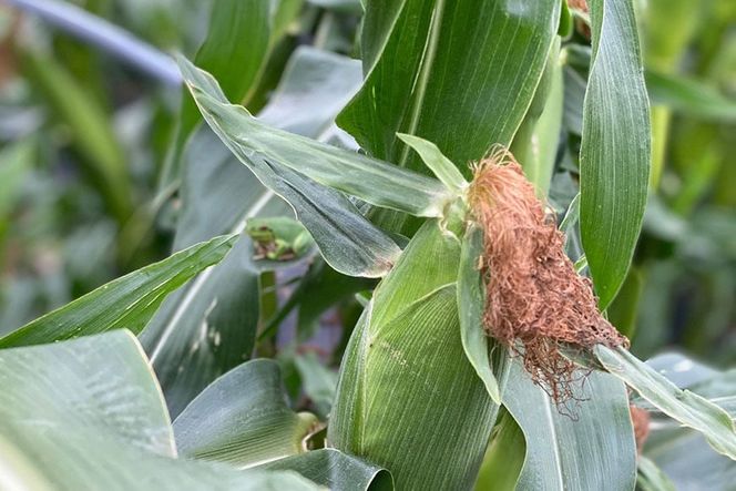 BF109 10月下旬から出荷！「朝どれスイートコーン！」Mサイズ以上×18本以上【全国的にも珍しい秋季出荷】