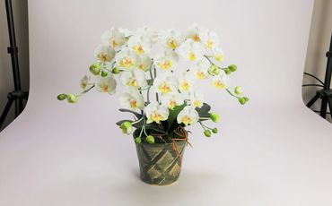 綺麗で丈夫な三河陶器で贈る光触媒胡蝶蘭小輪３本立（グリーンの陶器×白色の花） H100-088