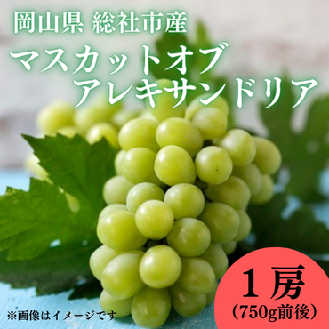 ぶどう「マスカットオブアレキサンドリア」　岡山県総社市産【2024年産先行予約】24-020-005