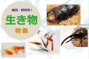 【特集】金魚やクワガタも！ふるさと納税の飼育用「生き物」
