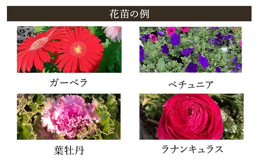 季節のおまかせ花苗セット【15ポット以上】  ANAR011