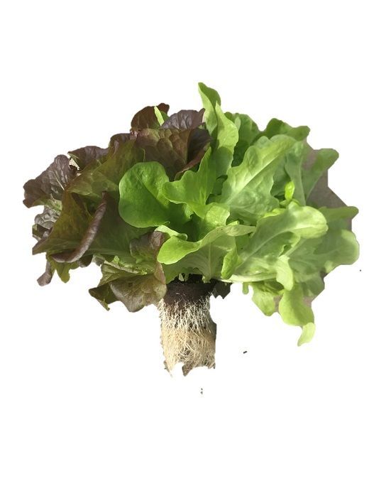 4A3天然水のサラダ（根付きリーフレタス）