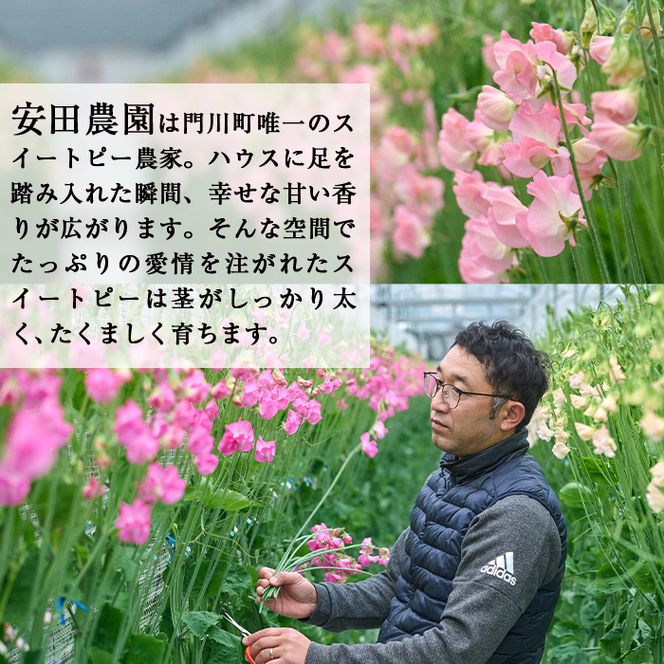 ＜先行予約受付中！2026年1月以降順次発送予定＞＜A品＞スイートピーミックス(50本)花 フラワー 切り花 植物 ギフト 贈り物 プレゼント インテリア 常温 保存 宮崎県 門川町【AL-3】【安田農園】