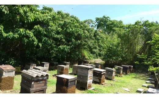 E030 純粋蜂蜜とんがり