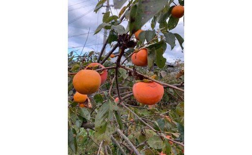 富有柿 赤秀品 2Lサイズ 化粧箱（11個）CC41