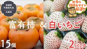 富有柿15個 と 白いちご2パック 【令和6年12月より発送開始】（茨城県共通返礼品：石岡市産） 詰め合わせ 果物 フルーツ 茨城県産 [BI458-NT]