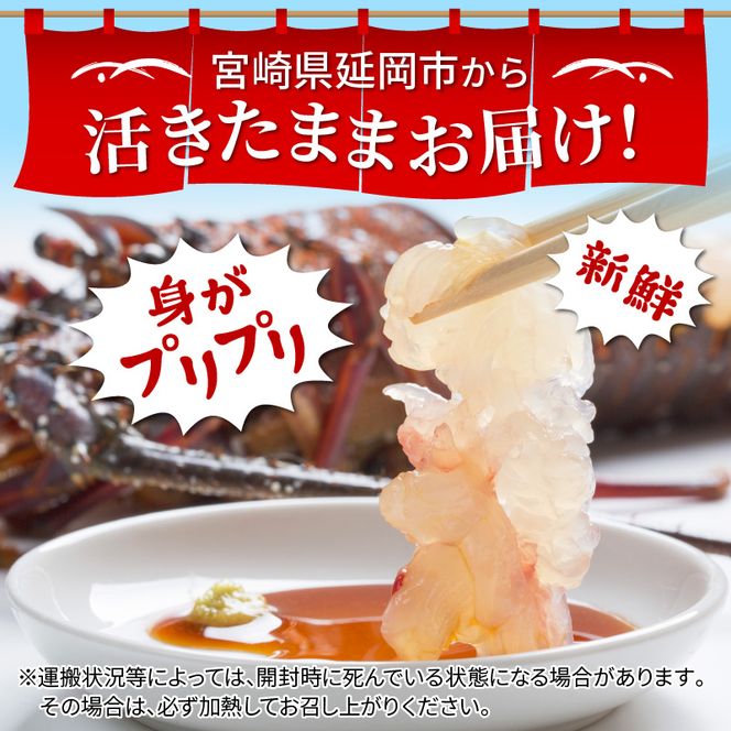 y{茧szCZGr 1kgZbg N014-YZD0136