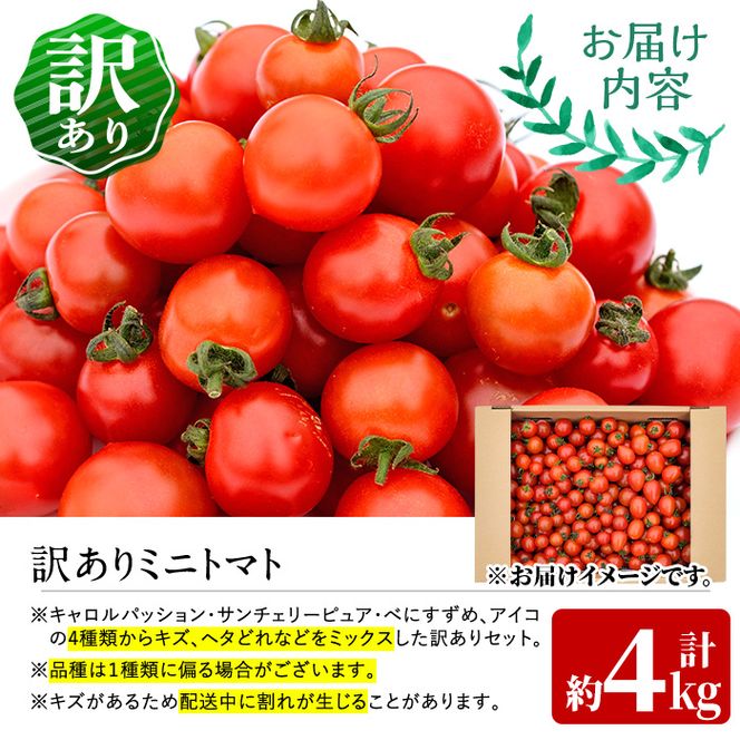 訳あり・規格外！数量限定の門川町産ミニトマト(計約4kg)フルーツ