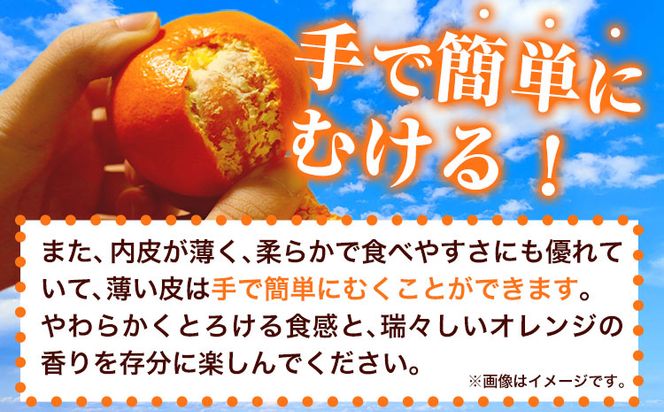 とろける食感!ジューシー柑橘 せとか 約3kg 魚鶴商店 《2026年2月下旬-3月下旬頃出荷》 和歌山県 日高町 みかん 柑橘 果物 フルーツ 送料無料---wsh_uot113_2g3g_25_20000_3kg---
