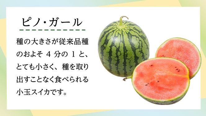 【 先行予約 2026年7月下旬以降発送 】 小玉 スイカ ピノ・ガール 5玉 優以上 NONAKA HIROSHI FARM すいか 西瓜 数量限定 甘い 夏 果物 旬 [AX030ya]