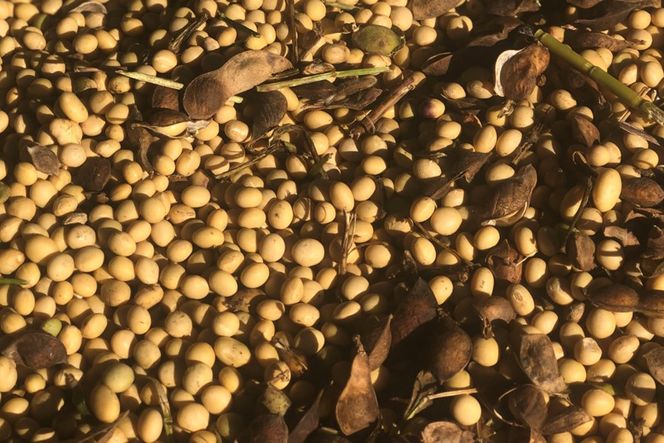 [H071] 【網煎り焙煎】自然栽培「きな粉」150g×5袋