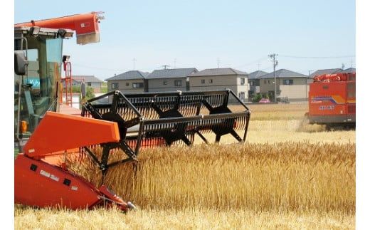 愛知県産 パン用 小麦粉 ゆめあかり 2.5kg × 4袋 計 10kg 国産 強力粉 ブランド 小麦 強力系小麦粉 ふわふわ もっちり 甘味 チャック付き パン ホームベーカリー ベーグル 食パン お取り寄せ 愛知県 碧南市 送料無料 H008-250