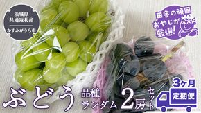 【定期便】ぶどう 品種ランダム2房セット【2025年8月から3か月連続で発送】（茨城県共通返礼品：かすみがうら市産） ブドウ 葡萄 果物 フルーツ 茨城県産 [BI432-NT]