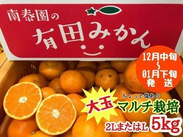 ちょっと 傷あり マルチ栽培 有田 みかん 大玉 2L または L サイズ 5kg 南泰園 BS681