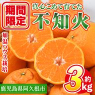 数量限定！鹿児島県産加温ハウス栽培の不知火「大将季」(計約3kg) 旬 フルーツ 果物 柑橘 みかん【三笠農業生産】akn051-07