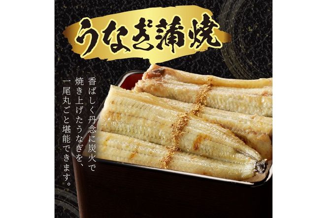 うなぎの白焼き2~3人前(1尾)　ウナギ 鰻 白焼 しらやき タレ 国産 丑の日 ふるさと納税 うなぎ ふるさと納税 鰻 ふるさと納税 惣菜 京都 AN00094