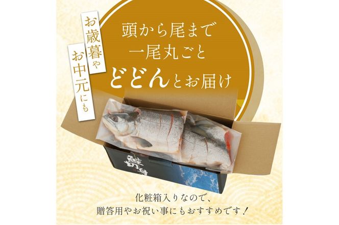 紅鮭 新巻姿切身【4分割 1.4kg】魚 鮭 さけ サケ 切り身 焼鮭 焼き魚 人気 ふるさと 海鮮 海鮮食品 魚介類 魚介 北海道 白糠町