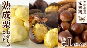 【 吉原農場 の 完熟栗 】 熟成 栗 お楽しみ セット ( 生栗 Lサイズ )  令和7年産 完熟 生栗 生むき栗 焼き栗 くり クリ 栗ごはん 贈答 ギフト 果物 フルーツ 数量限定 旬 秋 冬 正月 おせち [CX014ci]