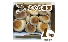 肉厚ジャンボな”さくら椎茸”１ｋｇ箱詰め≪しいたけ シイタケ きのこ キノコ 栃木県≫