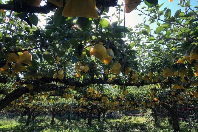 【先行予約／数量限定100】【訳あり】20世紀梨 優品 5kg（13～20玉入り）（2026年9月上旬～発送）　SF00039