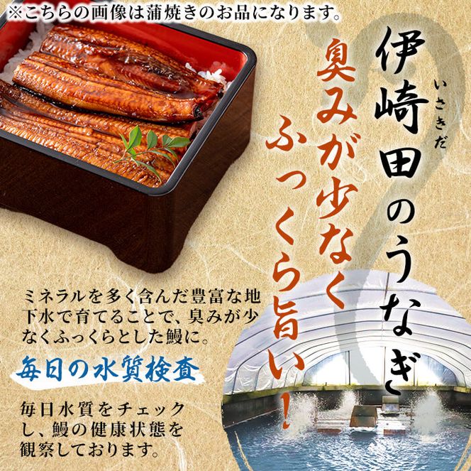 鹿児島県産 伊崎田のうなぎ白焼き ＜120g以上＞× 5尾(計600g以上) b7-005