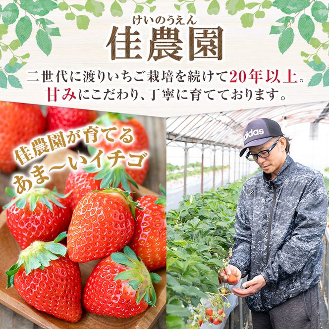 a881 ＜先行予約受付中！2026年2月上旬～3月下旬に発送予定＞ いちご・さがほのか(合計24粒～30粒)【佳農園】国産 鹿児島県産 苺 イチゴ フルーツ 果物 くだもの ギフト 贈答用
